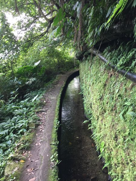 北五指山_坪頂古圳_內雙溪並荷蘭古道407140