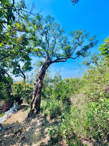 旗尾山(小百岳#)722765435