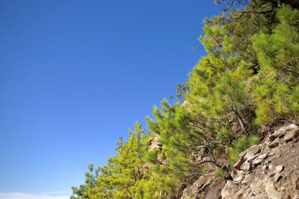 東卯山：東南稜晨曦405750