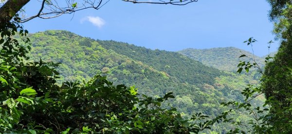 【中級山】與山毛櫸的邂逅，逐鹿山2742677