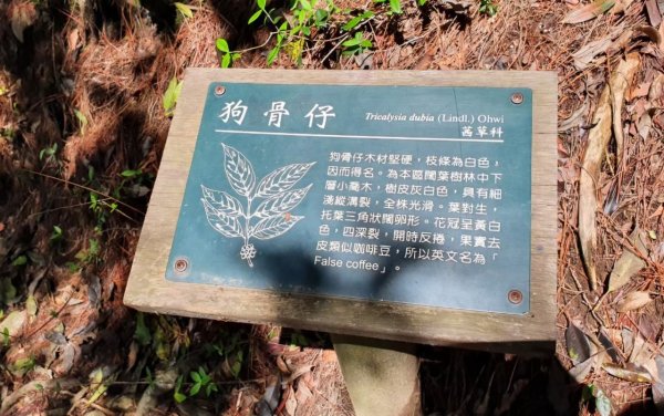 【中級山】谷關七雄東卯山2740991