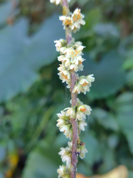 亞麻灣山 日湯真西南峰 亞麻灣山西峰2980014