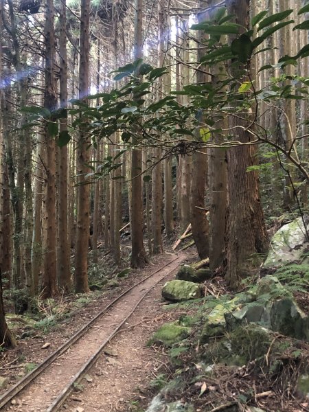 大坪林道 加里山 杜鵑嶺 環線1201436