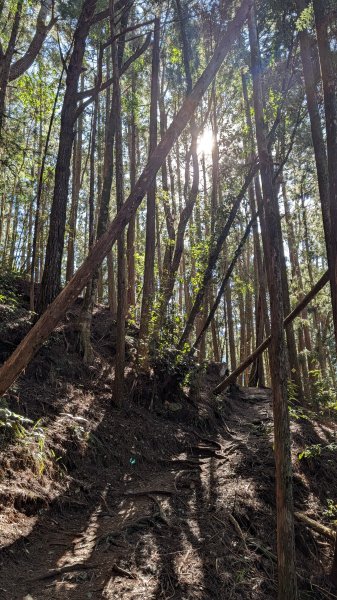 【中級山】五星級步道，谷關七雄馬崙山3012189