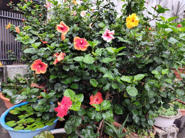 台北漢來大飯店、宏匯瑞光廣場、大港墘公園2754547