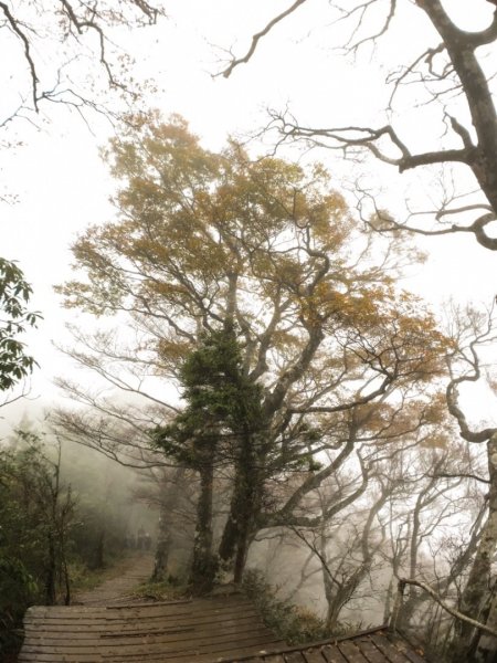 迷霧中的山毛櫸465353