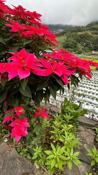 馬那邦山O走2370160