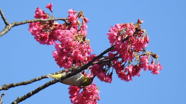 追花是簡單的快樂，賞花是恬淡的幸褔 2/112710538