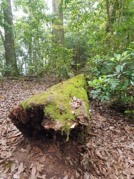 苗栗泰安虎山586561