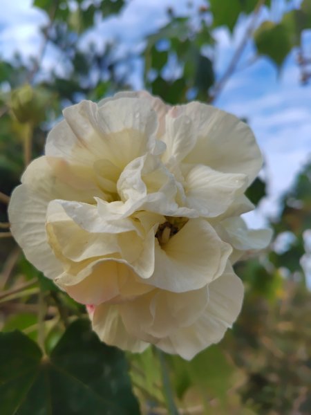 鳳鳴古道 鳳鳴山 南隘勇（南長城）古道 三湖山 八達嶺（龍骨）古道 綠色古道 延平古道2975142
