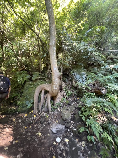 2025山之精靈2910549