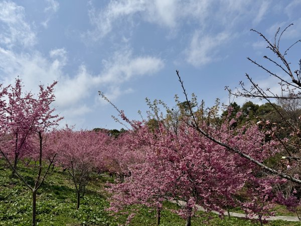 福壽山千櫻園2729955