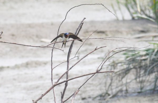 2016年, 九年前, 5, 6月份, 華江雁鴨自然公園2807720