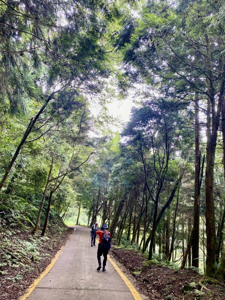 紅毛山、無名山、大斜壁、大坪山、大坪林道O型走  2022/8/231817944