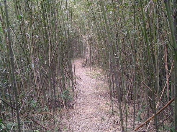 2022－09－29－桃園市大溪區－總督府古道（湳仔溝古道）＋舊百吉隧道1860747