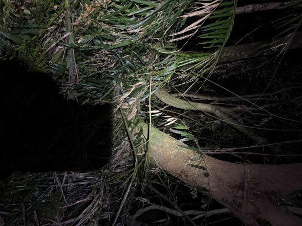 桂山路197巷 》呂奔山北峰 》呂奔山 》阿玉壩2755829