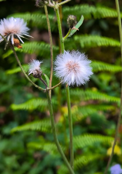 2025-03-29 日月潭「內湖山步道」2750219