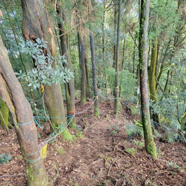 溪頭鳳凰山隆田線（小百岳）2350889