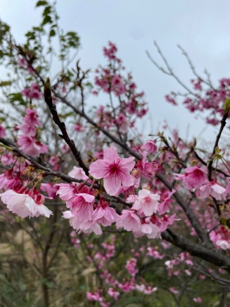 平菁街42巷櫻花1585393