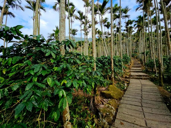 雲嘉大尖山、二尖山步道--(雲林)臺灣百大必訪步道2955781