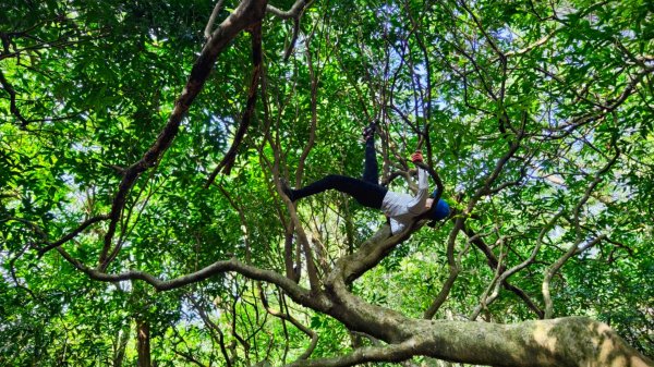 東勢大崙、東勢坑山、觀音湖山O走2986319