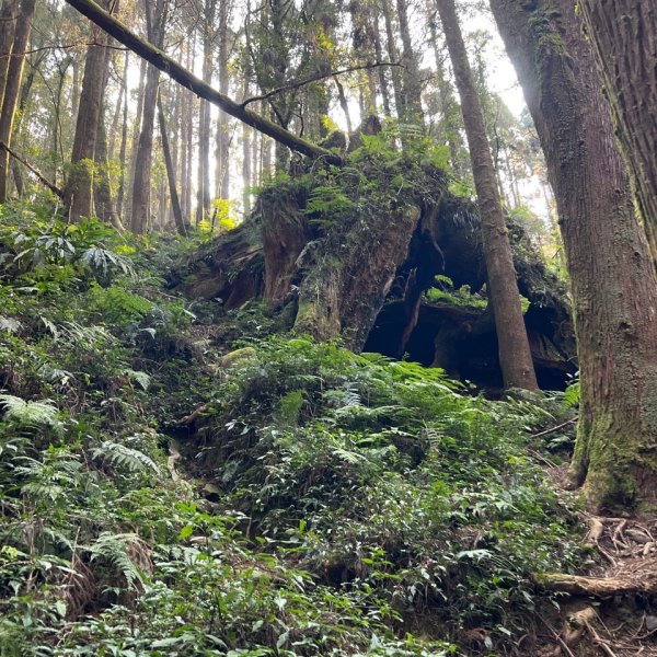 小百岳-金柑樹山2717252