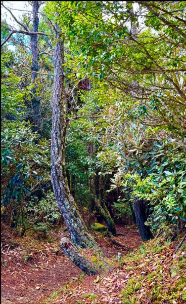 觀霧-榛山步道2926321