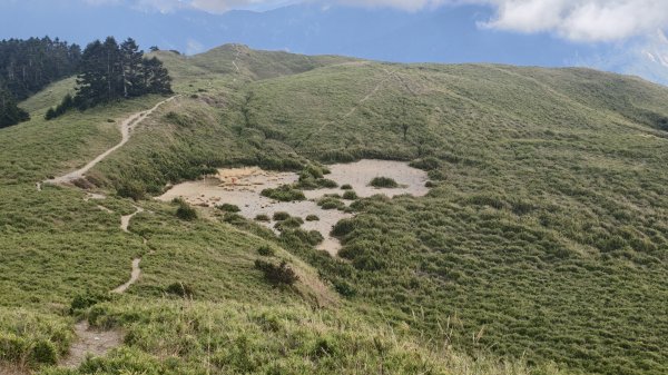 合歡山北峰 小溪營地 鷹角石 合歡北峰名樹2915356