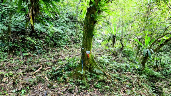 雙溪下坑古道2859484