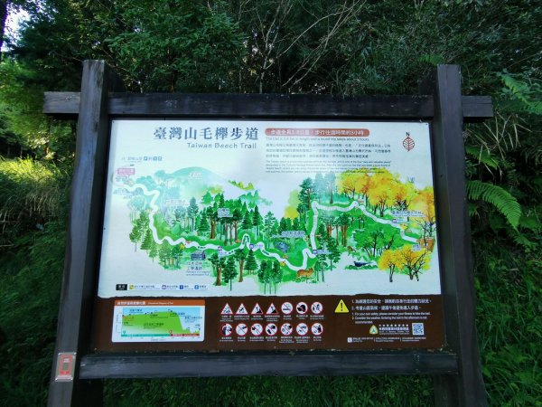 台灣山毛櫸步道-夏日碧綠盎然佐壯觀山巒1039593