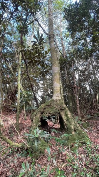 鳶嘴西稜上鳶嘴山-三崠山連走2652155