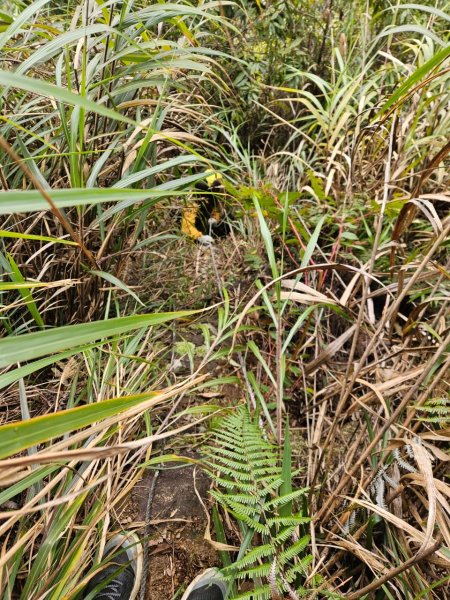 20250112八眉阿2688341