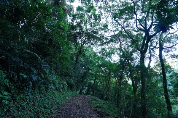 苗栗 泰安 南坑山2808585