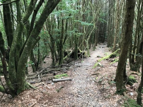 船形鞍馬 小雪山國家步道297871