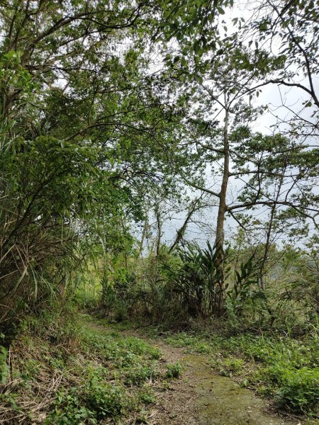 2024.03.24 飛鳳古道2908491