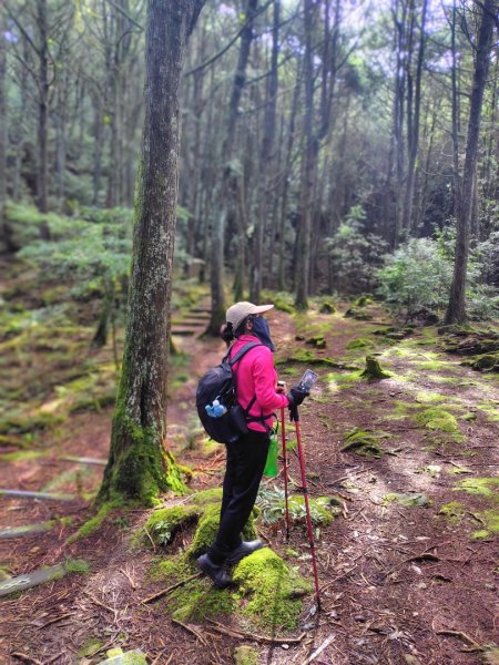 稍來小雪山國家步道、船型山、鞍馬山、鞍馬山東北峰、天池、雪山神木2799845