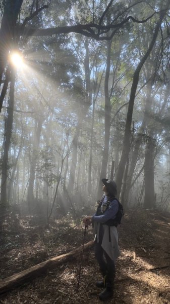 留龍頭-嶺頭山-金柑樹山-忘憂森林（2025必去）2720362