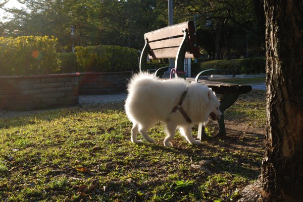 帶銀狐犬去廍子公園散步 2024.1.162404664