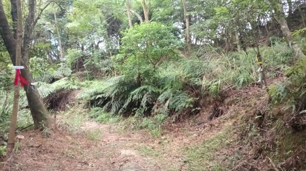 基隆市月眉洞步道-仙洞湖山-姑娘廟P字走3121993