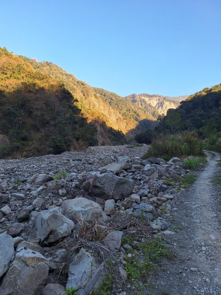 神木村千年樟木202512112959513