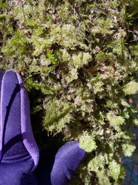 塔魔巴2天1夜來回/復興尖-四稜溫泉2357263