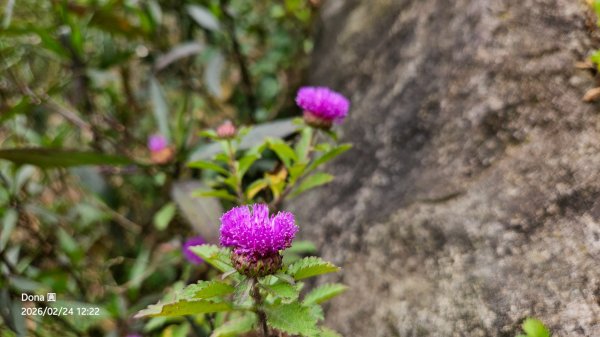 圓通寺烘爐地登山步道大O走3007044