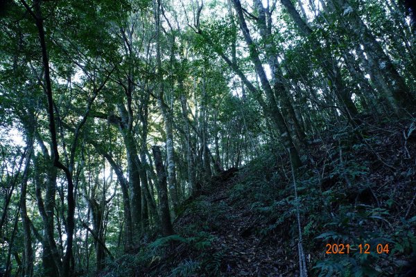 新竹 尖石 養老山、基那吉山1538911