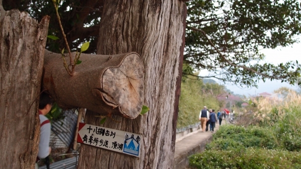 [推薦步道] 十八份拐圳步道+青春嶺