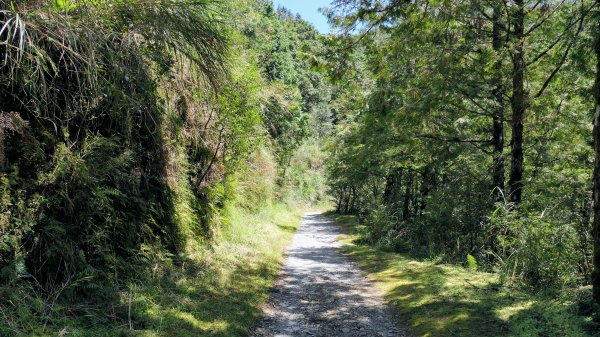 山毛櫸步道,望洋山步道2587695