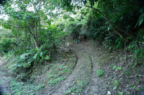 新北 三峽 內詩朗山、金平山2950908