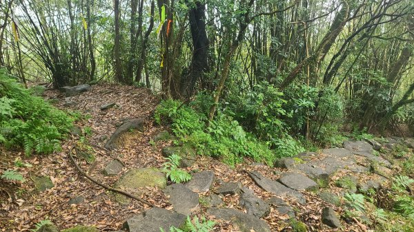 2025-01232淡蘭古道北二段(燦光寮古道到澳底)2696632