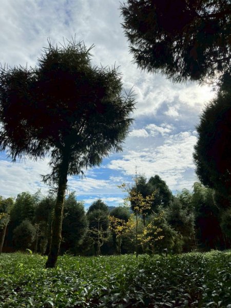 20251029石棹茶、霧、雲、霞、櫻、愛之道 樂野山 霹靂山2926626