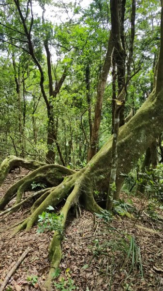 2025/6/14 橫龍山2839235