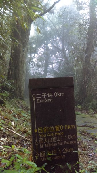 【臺北大縱走1】雲霧的二子坪面天山向天山809234
